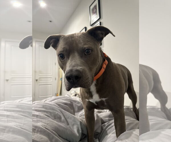 Medium Photo #1 American Pit Bull Terrier-Unknown Mix Puppy For Sale in Miami, FL, USA