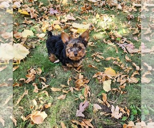 Yorkshire Terrier Puppy for sale in ALBERTVILLE, MN, USA
