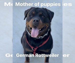 Mother of the Rottweiler puppies born on 03/27/2023
