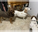 Small Photo #9 Bloodhound Puppy For Sale in Brookville, OH, USA