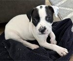 Small Photo #1 American Pit Bull Terrier-Unknown Mix Puppy For Sale in Clarkston, MI, USA