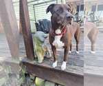 Small #1 Chocolate Labrador retriever Mix