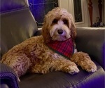 Small Photo #1 Australian Labradoodle Puppy For Sale in WASHINGTON, NC, USA