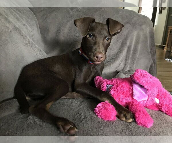 Medium Photo #1 Doberman Pinscher-Labrador Retriever Mix Puppy For Sale in New York, NY, USA