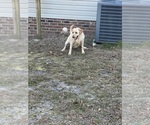 Small Photo #1 Labrador Retriever Puppy For Sale in JEFFERSON, SC, USA
