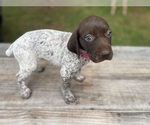 Puppy Pink girl German Shorthaired Pointer