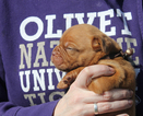 Small Photo #1 Dogue de Bordeaux Puppy For Sale in VICKSBURG, MI, USA