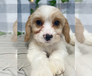 Cavachon Puppy for sale in MARIETTA, GA, USA