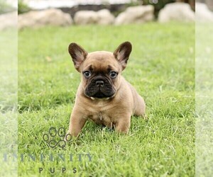 French Bulldog Puppy for sale in RONKS, PA, USA