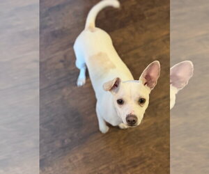 Chihuahua Dogs for adoption in St. Louis Park, MN, USA