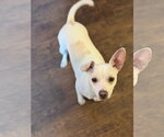 Malcolm - Male Chihuahua Dog for Adoption - Small photo