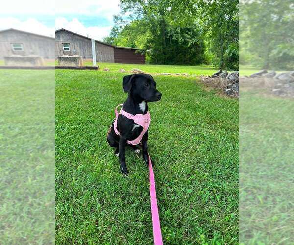 Medium Photo #3 Mutt Puppy For Sale in Candler, NC, USA