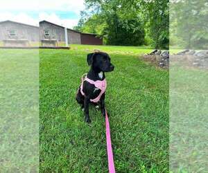 Finita - Female Mutt Dog for Adoption - Photo #3