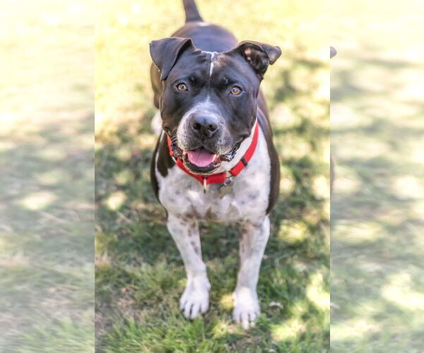 Medium Photo #6 American Bulldog-Unknown Mix Puppy For Sale in Chandler, AZ, USA