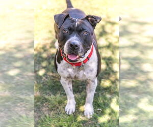 MOSLEY - Male American Bulldog-Unknown Mix Dog for Adoption - Photo #6