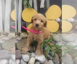 Goldendoodle Puppy for sale in FROSTPROOF, FL, USA
