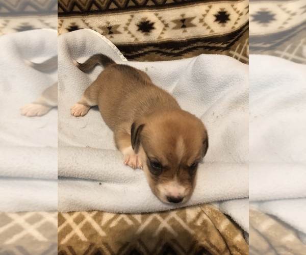 Medium Photo #3 Beagle-Siberian Husky Mix Puppy For Sale in SULPHUR, LA, USA