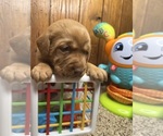Small Photo #4 Labrador Retriever Puppy For Sale in NEOLA, WV, USA