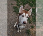 Small Photo #6 Siberian Husky Puppy For Sale in Uwchlan, PA, USA