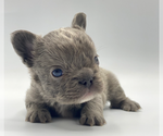 Small Photo #2 French Bulldog Puppy For Sale in SARASOTA, FL, USA
