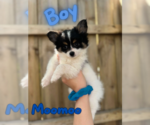 Pomeranian-Poodle (Toy) Mix Puppy for sale in WYOMING, MI, USA