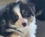 Small #3 Miniature American Shepherd