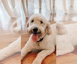 Small Photo #1 Goldendoodle Puppy For Sale in RICH HILL, MO, USA