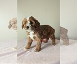 Small Photo #5 Cavapoo-Poodle (Miniature) Mix Puppy For Sale in DUNNVILLE, KY, USA