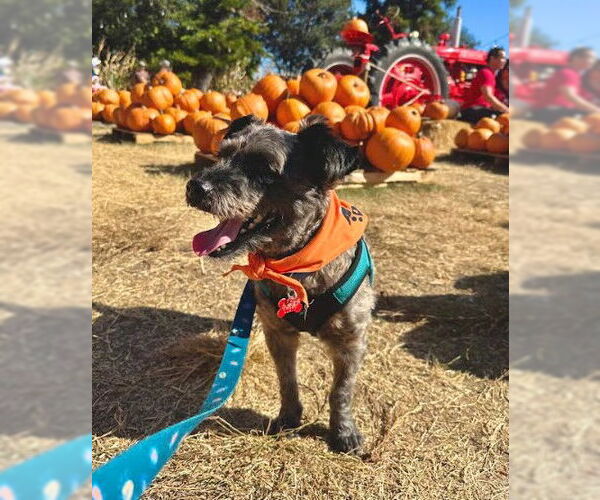 Medium Photo #1 Mutt Puppy For Sale in San Diego, CA, USA