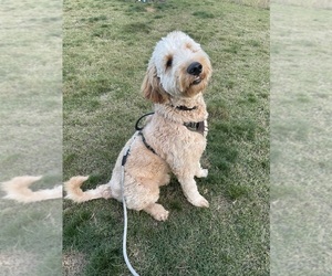 Goldendoodle Puppy for sale in LANCASTER, SC, USA
