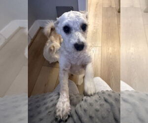 Jack Russell Terrier-Unknown Mix Dogs for adoption in Princeton, MN, USA