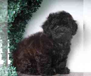 Poochon Puppy for sale in RED LION, PA, USA