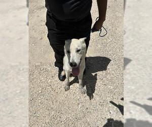 Labrador Retriever-Unknown Mix Dogs for adoption in Houston, TX, USA