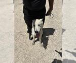 Small Labrador Retriever Mix