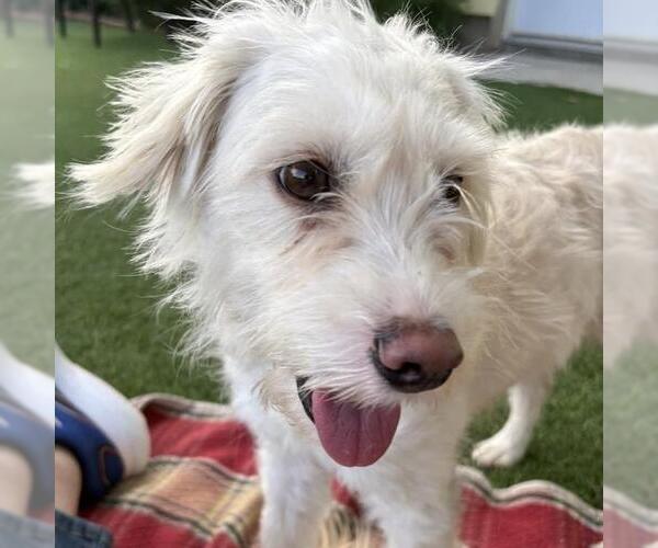 Medium Photo #6 Cockapoo (Miniature) Puppy For Sale in San Diego, CA, USA