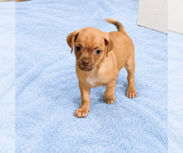 Medium Photo #2 Chug Puppy For Sale in Spring Lake, NC, USA