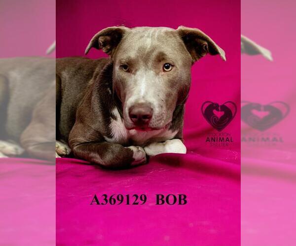 Medium Photo #1 Mutt Puppy For Sale in Stockton, CA, USA