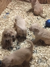 Golden Retriever Puppy for sale in FOSTORIA, OH, USA