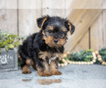 Small #1 Yorkshire Terrier