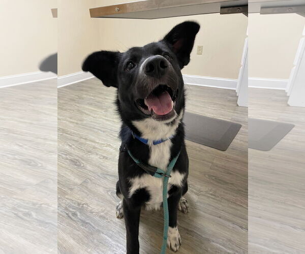 Medium Photo #8 Borador Puppy For Sale in Rustburg, VA, USA