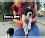 Puppy Danny Boy Pointer