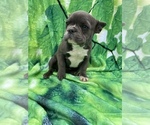 Small #1 French Bulldog