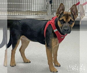 German Shepherd Dog-Unknown Mix Dogs for adoption in Washington, DC, USA