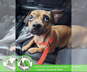 Chiranian Dogs for adoption in Stroudsburg, PA, USA