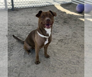 Labrador Retriever-Unknown Mix Dogs for adoption in Riverside, CA, USA