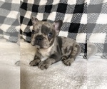 Small Photo #5 French Bulldog Puppy For Sale in TRACYS LANDING, MD, USA