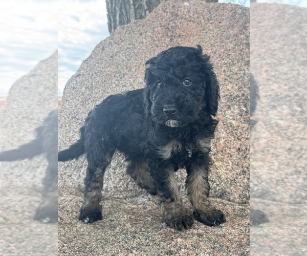 Medium Photo #11 Poodle (Miniature)-Poodle (Standard) Mix Puppy For Sale in LONGMONT, CO, USA