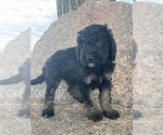 Small #10 Poodle (Miniature)-Poodle (Standard) Mix