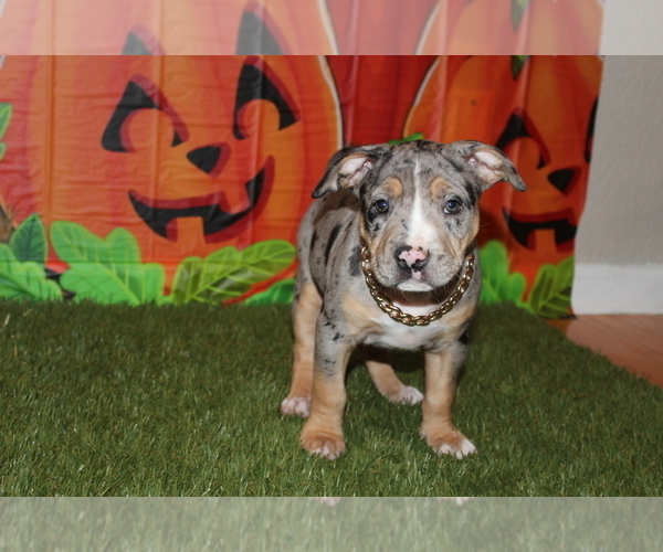 Medium Photo #6 American Bully Puppy For Sale in SAN JOSE, CA, USA