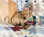 Small Photo #1 Labrador Retriever Puppy For Sale in RICHLAND, IA, USA